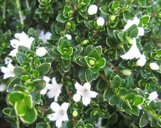 六月雪什么時(shí)候開花，六月雪在5-7月開花