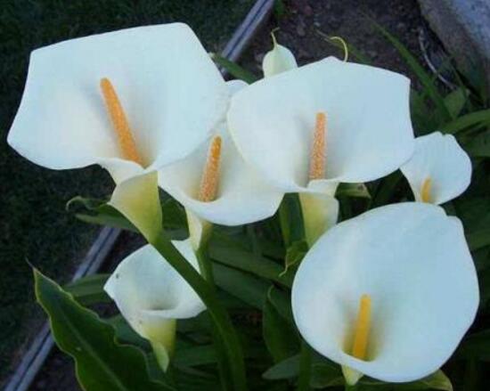 馬蹄蓮怎么養(yǎng)，馬蹄蓮的養(yǎng)殖方法及注意事項(xiàng)