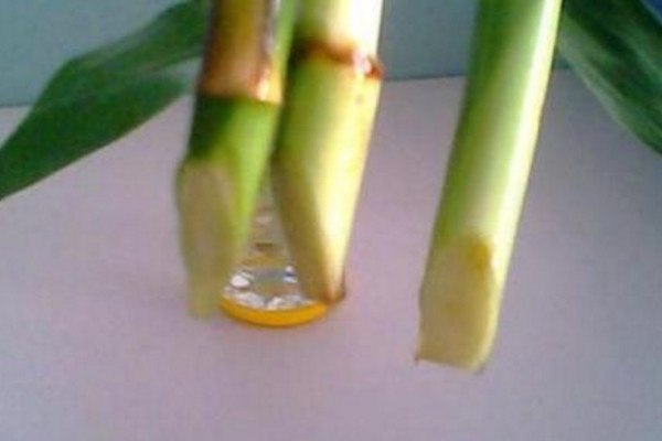 富貴竹生根技巧，固定位置用生根液浸泡