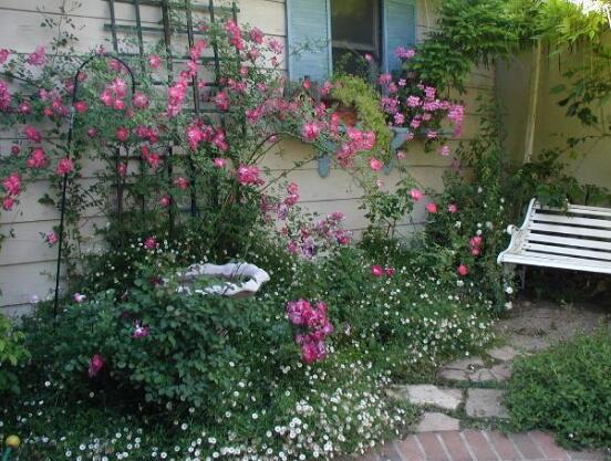 藤本月季怎么爬藤，做好兩大要點(diǎn)可圓滿爬藤(修剪/牽引)