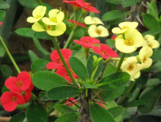 虎刺梅黃葉怎么辦，多半是施肥和修剪不當引起的