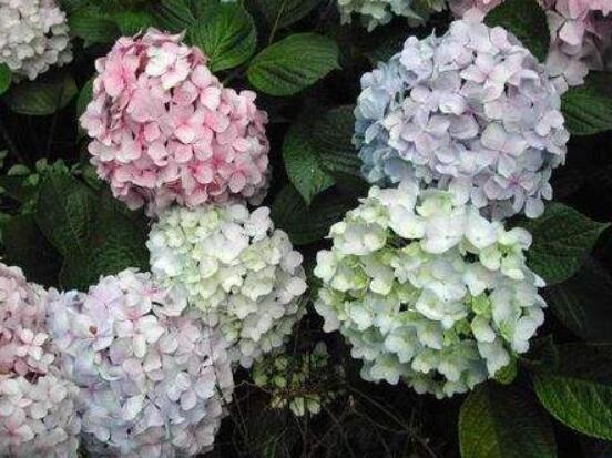 天竺葵是繡球花嗎，這是兩種完全不同花卉植物