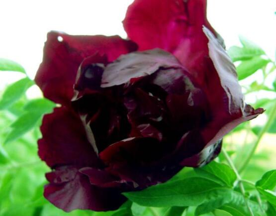 黑芍藥花功效及作用，護(hù)膚養(yǎng)顏、養(yǎng)肝護(hù)肝、緩解疲勞