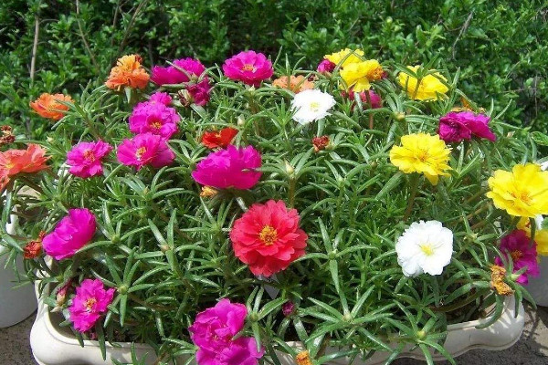 太陽(yáng)花種子種植方法，種植上盆前先進(jìn)行催芽處理