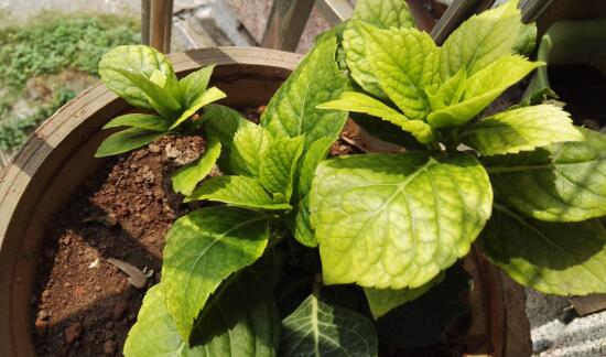 繡球花葉子發(fā)黃原因，繡球花葉子發(fā)黃怎么辦