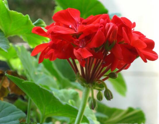 天竺葵的花語(yǔ)，象征著偶然的相遇、幸福就在你身邊