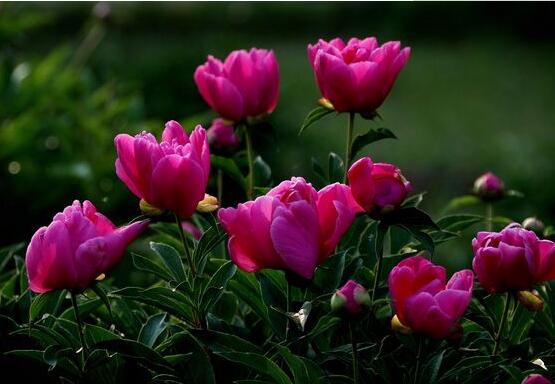 芍藥花如何養(yǎng)護(hù)，教你最重要五個(gè)養(yǎng)殖技巧(花枝艷麗)