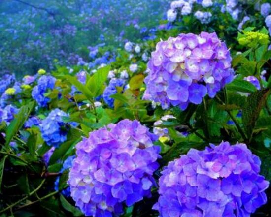 繡球花有毒嗎，繡球花可以放室內(nèi)嗎
