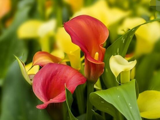 彩色馬蹄蓮花期多長，從11月一直開放到來年5月(半年)