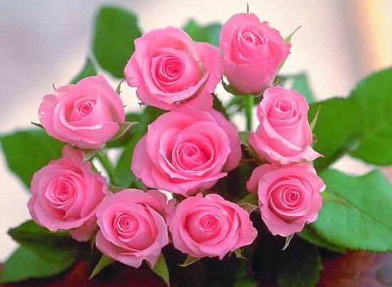 玫瑰花花期有多長時間，玫瑰花不開花怎么辦