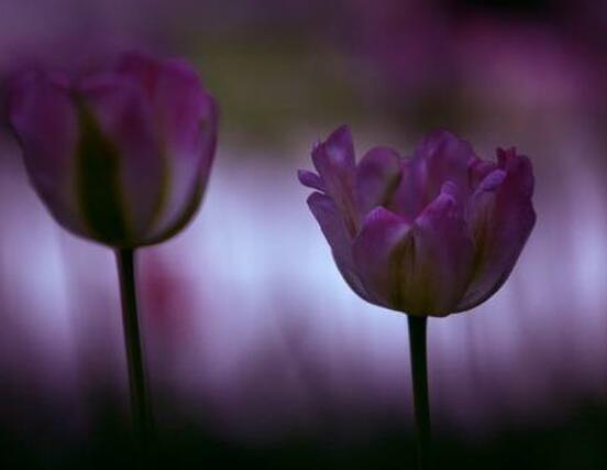 玫瑰花種類有哪些，欣賞最好看的五大品種(寓意深刻)