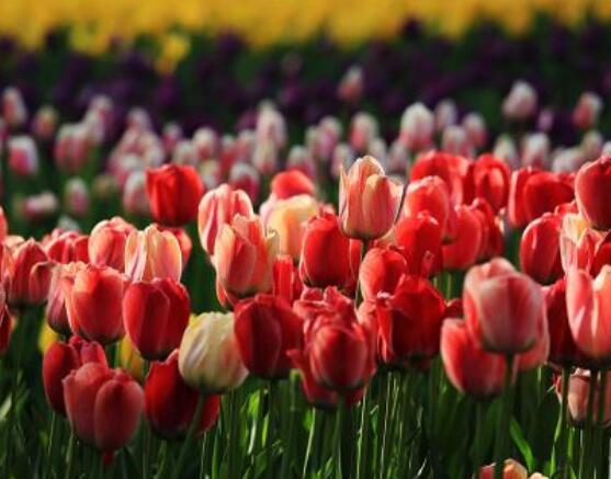 郁金香枯萎后的處理，花下2-3厘米處剪斷/保證正常水肥