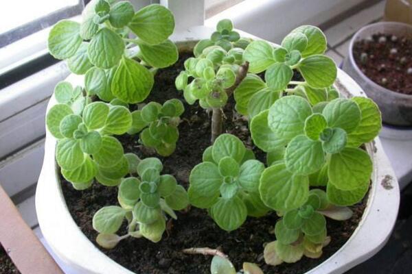 碰碰香如何度夏，掌握以下4點才是關(guān)鍵