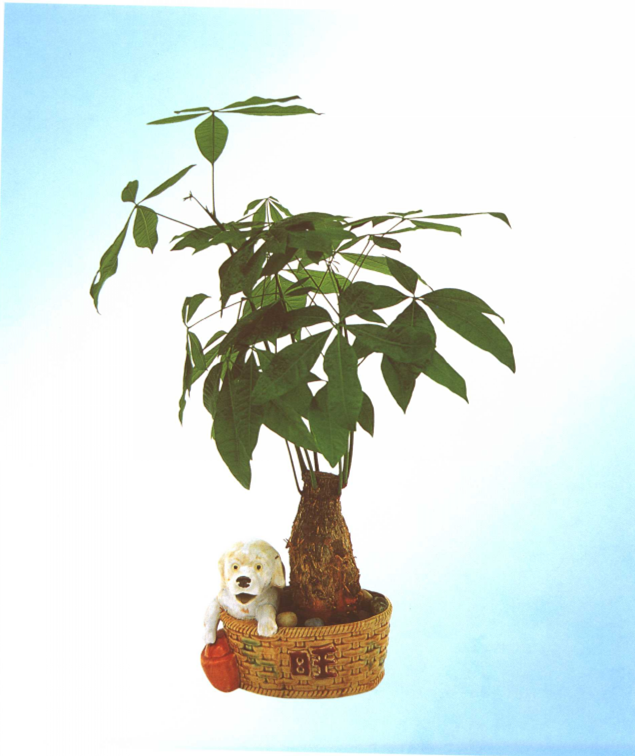 室內(nèi)怎樣養(yǎng)殖發(fā)財樹，發(fā)財樹小盆景養(yǎng)殖