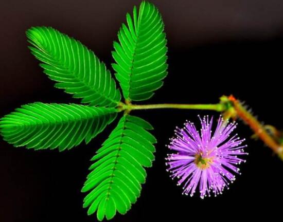 含羞草脫發(fā)能好嗎，能好/注意要有效避免接觸