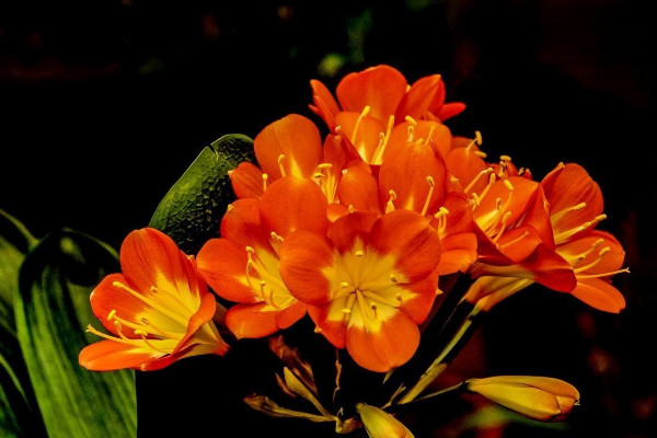 君子蘭澆水的正確方法，秉承干燥就澆的灌溉原則