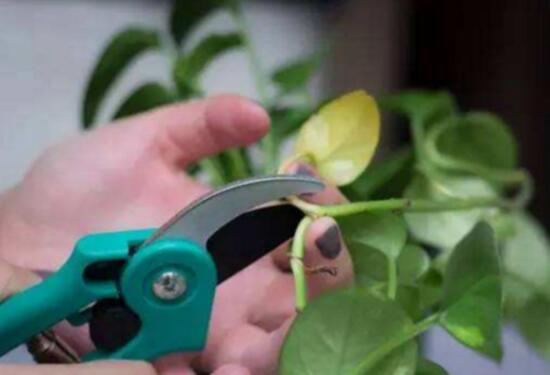 綠蘿怎么修剪，綠蘿太長了修剪圖解
