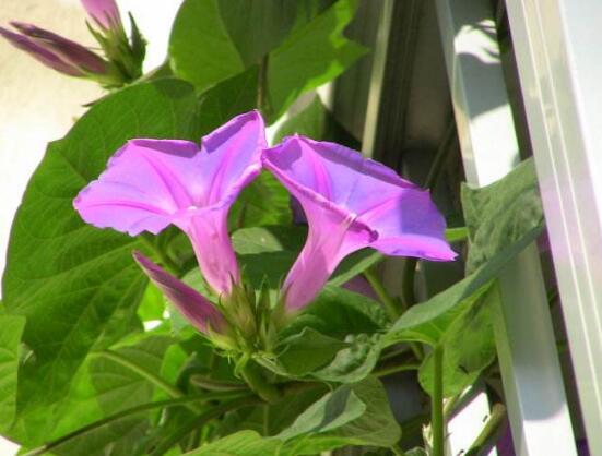 牽?；ㄈ~子發(fā)黃怎么辦，牽?；ㄈ~子發(fā)黃解決辦法