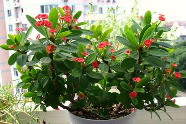 虎刺梅不開花怎么辦，加強(qiáng)通風(fēng)并增加光照