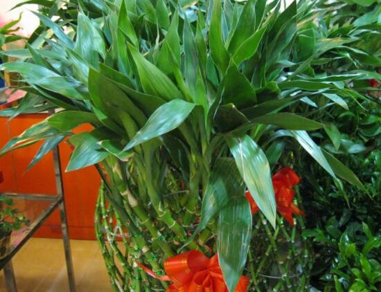 富貴竹禁忌擺放位置，盤點(diǎn)四個(gè)禁忌位置(財(cái)位/門口/廁所/金屬旁)