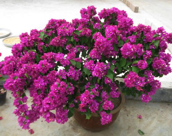 三角梅什么時(shí)候換盆，在春秋兩季進(jìn)行換盆最好/一年四季均可