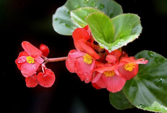 玻璃海棠花的養(yǎng)殖方法，做好五點(diǎn)基本步驟生生長(zhǎng)枝繁葉茂