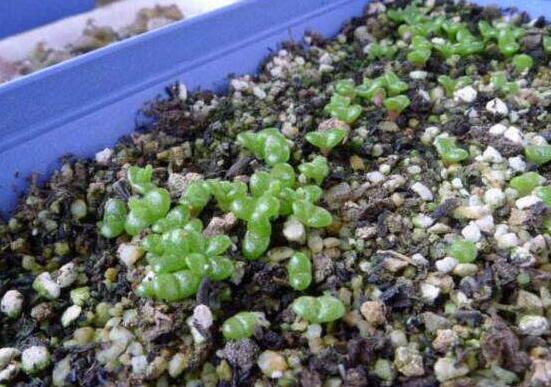 多肉碧光環(huán)種子種植，老農(nóng)總結(jié)最簡單易學(xué)六點(diǎn)基本步驟