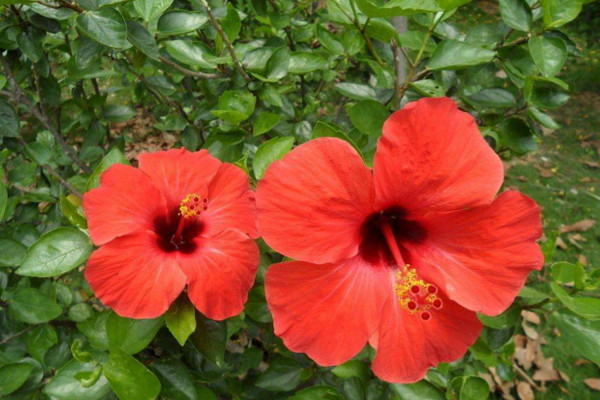 木槿花和扶?；ǖ膮^(qū)別，通過以下4點進(jìn)行區(qū)分