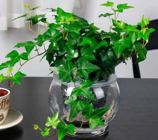 常春藤怎么修剪，常春藤摘心圖解