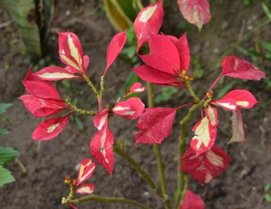 品紅種類有多少，一品紅種類大全(圖片)