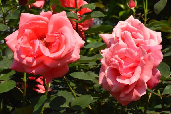 月季花掉葉子怎么回事，原因以及解決方法