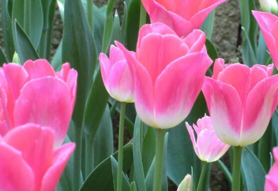 郁金香的花語(yǔ)是什么，郁金香享譽(yù)世界花后