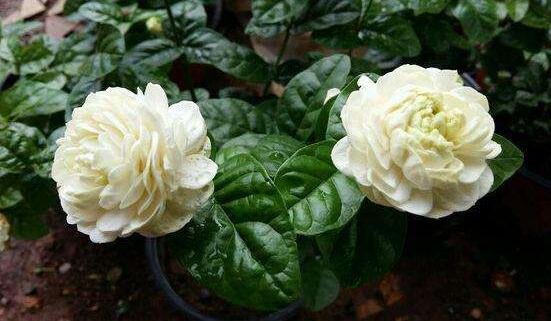 虎頭茉莉怎么施肥，4個小技巧解決施肥疑難問題