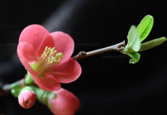 海棠花怎么養(yǎng)，海棠花的養(yǎng)殖方法和注意事項(xiàng)