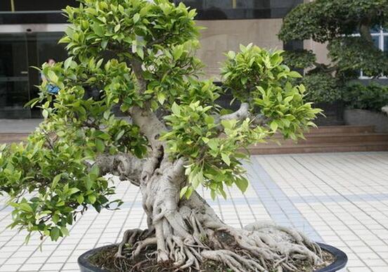 九里香盆栽的養(yǎng)殖方法，老農(nóng)總結(jié)五點最實用的養(yǎng)殖方法