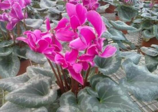 仙客來如何澆水，仙客來澆水方法