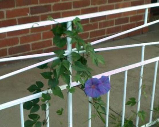 爬藤牽?；ǚN植方法，擇健康飽滿種子/借靠輔助物攀爬