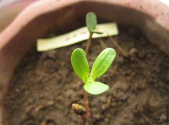 盆栽康乃馨怎么繁殖，康乃馨扦插方法圖解