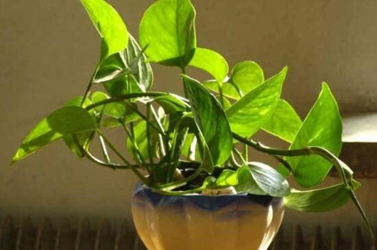 綠蘿怎么修剪，綠蘿太長了修剪圖解