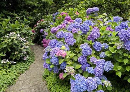 繡球花花期多久，花開花謝持續(xù)25天(6-8月開花)