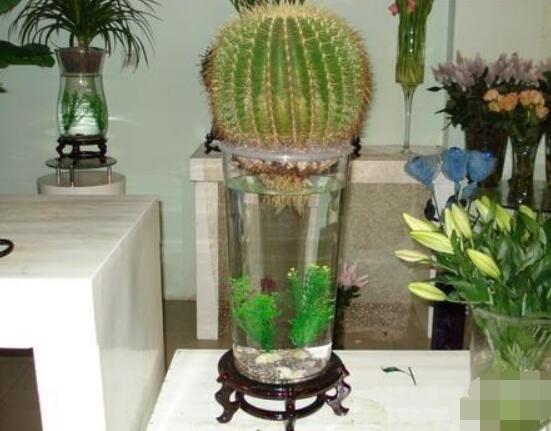 水培仙人球怎么養(yǎng)，教你六個最好步驟快速生根(7天)