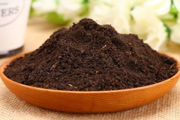 桂花移栽后多久活過來，正常情況下一個(gè)月之內(nèi)即可成活