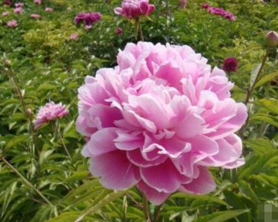 芍藥花能在家里養(yǎng)嗎，吸收陰氣/陽宅鎮(zhèn)不住(迷信說法)