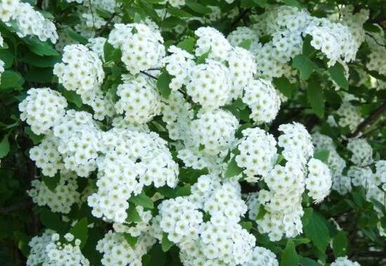 六月雪怎么澆水，六月雪澆水方法