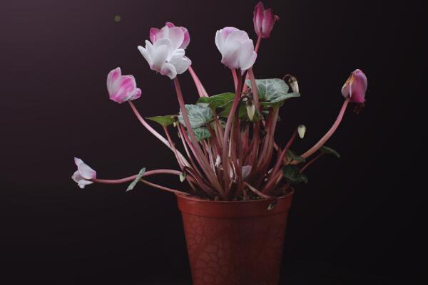 仙客來(lái)開(kāi)花后怎么處理，仙客來(lái)花后養(yǎng)護(hù)方法