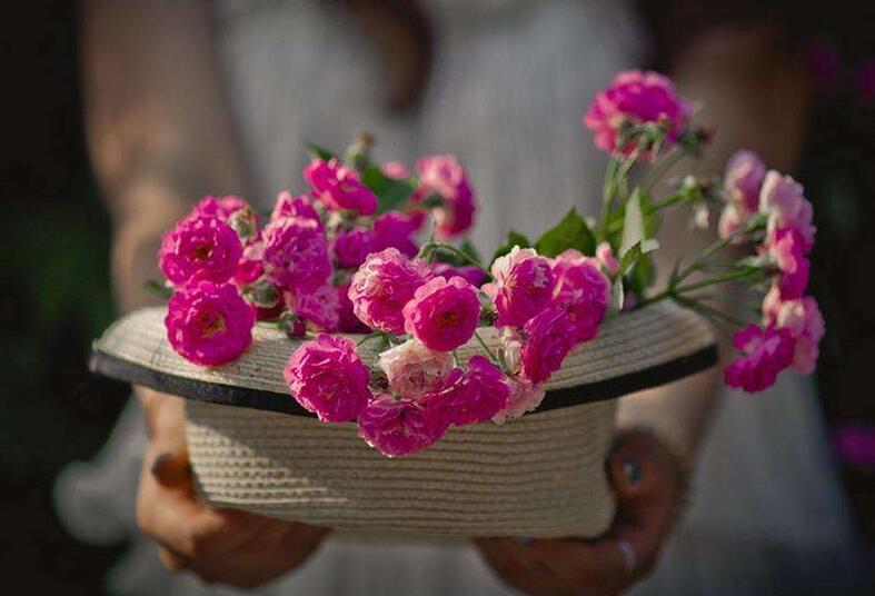 薔薇花怎么吃，可泡茶喝也可以煮魚湯一起吃