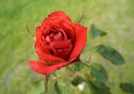 玫瑰花爛根了怎么辦，玫瑰花爛根解決辦法