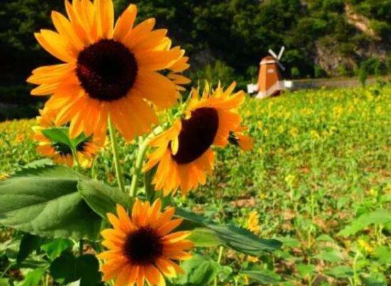 向日葵多久澆一次水，向日葵怎么澆水