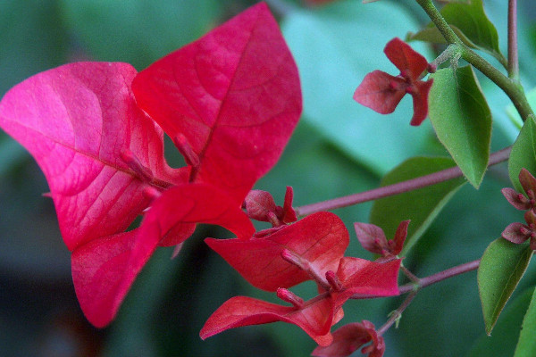 三角梅掉葉子怎么回事，光線太弱/施肥不當(dāng)/病蟲害