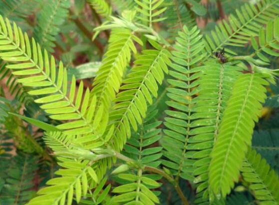 含羞草品種，盤點(diǎn)含羞草四大品種